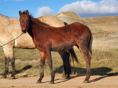 Whiskey Up Jade JW <BR>AQHA 6254244